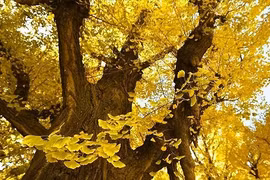 Tại sao loài cây này đang bị đột biến, nguy cơ tuyệt chủng?