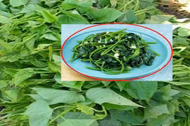 Loại rau mọc nhanh như cỏ được ví “vua các loại rau bình dân“