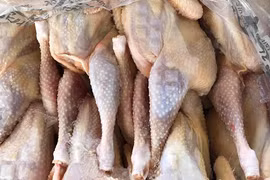 Gà thải loại từ Thái Lan, qua Campuchia vào Việt Nam giá siêu rẻ