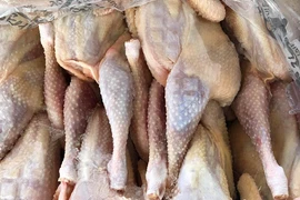 Gà thải loại từ Thái Lan, qua Campuchia vào Việt Nam giá siêu rẻ