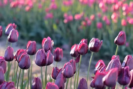 Cuối tháng 12, 3 con giáp nỗ lực hết mình, bùng nổ tài lộc