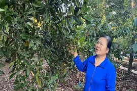 Trồng sầu riêng xen canh mắc ca, cà phê, ai ngờ bội thu