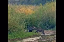 Video: Lửng mật chiến đấu với 3 con báo, cái kết khó tin