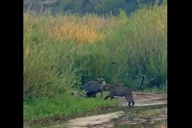 Video: Lửng mật chiến đấu với 3 con báo, cái kết khó tin