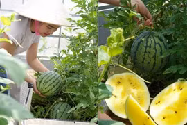 Đôi vợ chồng 8X dỡ mái nhà, chi 80 triệu trồng rau trên nóc 