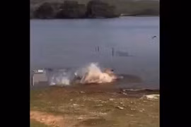 Video: Khoảnh khắc săn rùa độc đáo của hổ