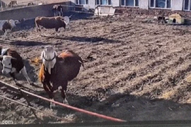 Video: Cắn vào đường dây điện, bò kêu thảm thiết khi bị điện giật