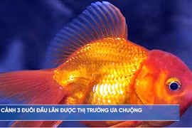 Nuôi cá đầu lân vảy rồng đẹp ma mị, nông dân thu tiền tỷ