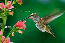 Ai sinh ngày Âm lịch này, con gái không sợ túng, nhân sinh như ý