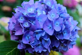 Người sinh ngày Âm lịch này tài năng khiêm nhường, làm giàu thầm lặng