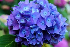 Người sinh ngày Âm lịch này tài năng khiêm nhường, làm giàu thầm lặng