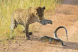 Video: Kỳ đà tấn công báo hoa mai, nhưng cái kết rất thảm