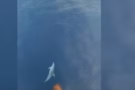 Video: Cá heo nhảy múa xoay tròn tuyệt đẹp trước mũi thuyền du khách