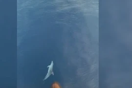 Video: Cá heo nhảy múa xoay tròn tuyệt đẹp trước mũi thuyền du khách