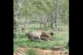 Video: Bị linh cẩu quấy rối, báo hoa mai hành động bất ngờ