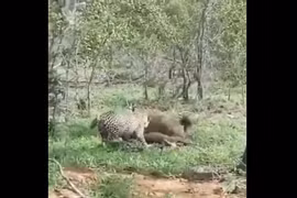 Video: Bị linh cẩu quấy rối, báo hoa mai hành động bất ngờ