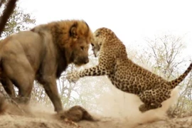 Video: Báo đốm suýt chết trước nanh vuốt sư tử 