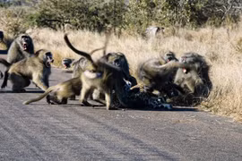 Video: Báo hoa mai trả giá đắt khi đối đầu 50 khỉ đầu chó