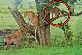 Loài động vật khiến cả gia đình nhà báo hoa mai phải sợ hãi