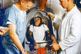 Điều gì xảy ra với con tinh tinh đầu tiên bay vào vũ trụ?