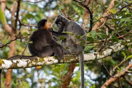Nguyên nhân khiến loài khỉ lai bí ẩn xuất hiện ở đảo Borneo