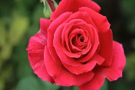 3 con giáp khôn khéo lại tinh ý, tháng 5 đổi vận giàu sang