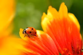 Ai sinh tháng Âm lịch này cả đời an nhàn, làm gì cũng kiếm được tiền