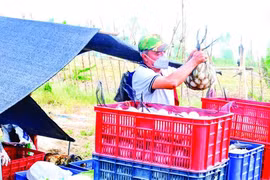 Lươn nuôi dày đặc, trứng vịt giảm khá sâu, giá lúa gạo tăng cao 