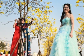 Trèo cây, leo thang để có bức ảnh đẹp với hoa phong linh