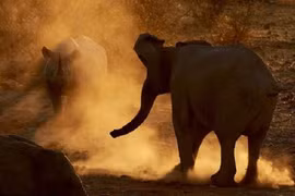 Chùm ảnh tê giác dằn mặt voi rừng