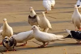 Tại sao người xưa nói giết chim bồ câu thì dìm trong nước?