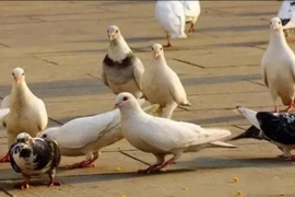 Tại sao người xưa nói giết chim bồ câu thì dìm trong nước?