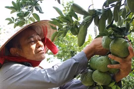 Nông dân "khóc ròng" vì nông sản ùn ứ