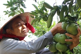 Nông dân "khóc ròng" vì nông sản ùn ứ