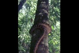 Video: Kinh ngạc với màn trèo cây của loài trăn