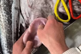 Video: Ra chợ mua cá, người đàn ông quay clip vì cảnh tượng lạ