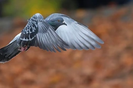 Chim bồ câu truyền dữ liệu nhanh hơn đường truyền Internet cáp quang