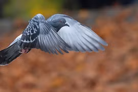 Chim bồ câu truyền dữ liệu nhanh hơn đường truyền Internet cáp quang