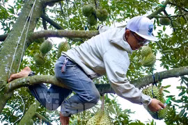 Kiếm tiền triệu mỗi ngày nhờ nghề gõ loại quả đầy gai