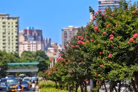 Hoa tường vi trên con đường từng được mệnh danh "đẹp nhất Việt Nam"