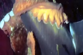 Video: Cá mập bị bạch tuộc khổng lồ hạ gục trong nháy mắt