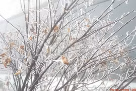 Dự báo thời tiết ngày 31/1: Bắc Bộ rét đậm rét hại