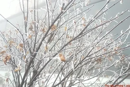 Dự báo thời tiết ngày 31/1: Bắc Bộ rét đậm rét hại