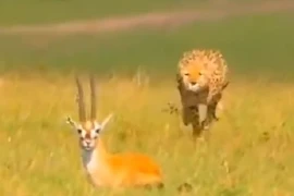 Video: Màn đào thoát ngoạn mục của linh dương trước báo đốm