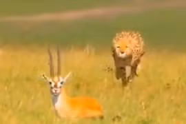 Video: Màn đào thoát ngoạn mục của linh dương trước báo đốm