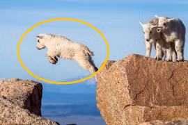 Năm 2005, 1.500 con cừu lao xuống vách đá tự sát tập thể