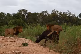 Video: Được đồng loại tới cứu, trâu rừng vẫn bỏ mạng trước sư tử