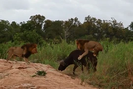Video: Được đồng loại tới cứu, trâu rừng vẫn bỏ mạng trước sư tử
