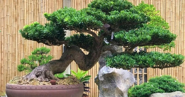 3 loại cây càng già càng có lộc, quý hơn vàng ròng