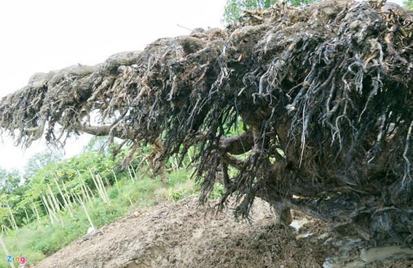Ông Mai Kiên ở phường 5, TP Sóc Trăng (Sóc Trăng), cho biết hai năm trước trong một lần đi công việc ở xã Nhơn Mỹ (huyện Kế Sách), ông phát hiện cây mù u 200 năm tuổi trong vườn của một cụ ông hơn 80 tuổi.